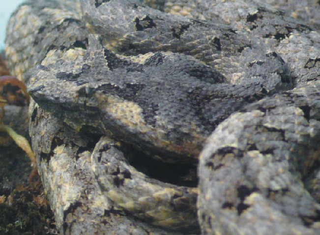 Protobothrops cornutus Bild03